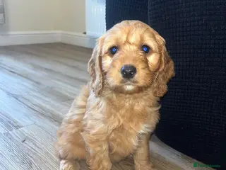 Cockapoo dogs F1 cockapoo puppies - Advert 13