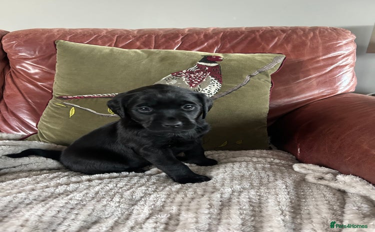 Labrador Retriever dogs Black Labrador Puppies  - Advert 13