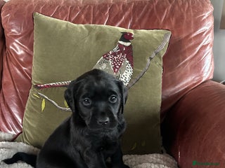 Labrador Retriever dogs Black Labrador Puppies - Advert 7