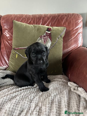Labrador Retriever dogs Black Labrador Puppies - Advert 13