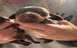 Miniature Dachshund dogs for sale: Smooth haired miniature dachshund  - Image 2