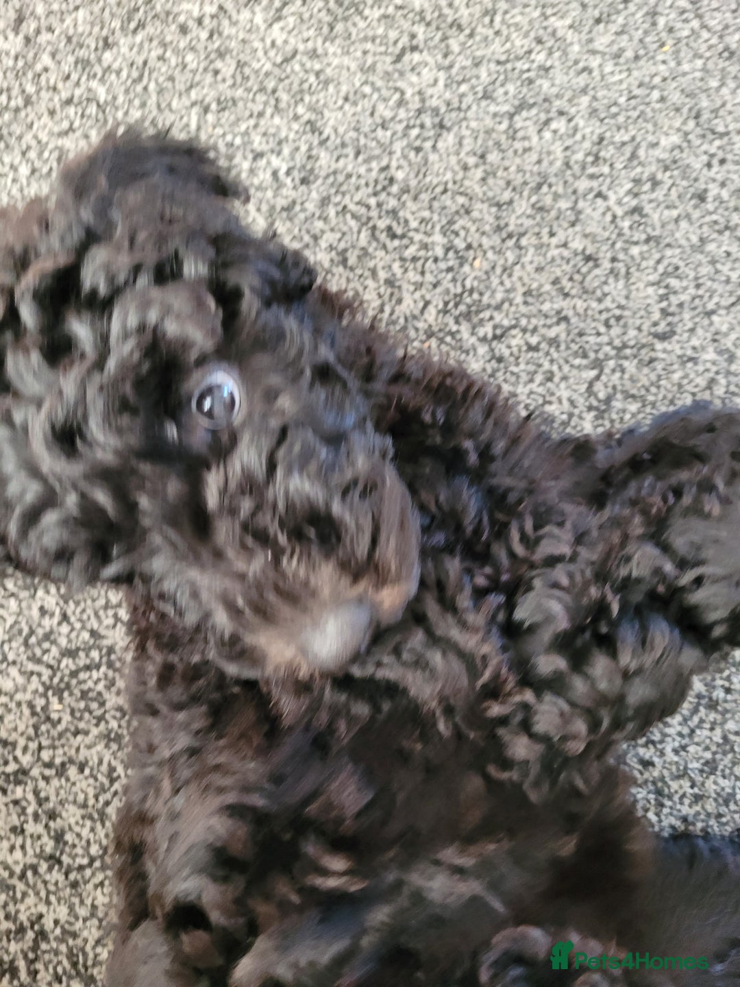 Newfypoo dogs for sale: Newfypoo F3b multi generation  - Image 4