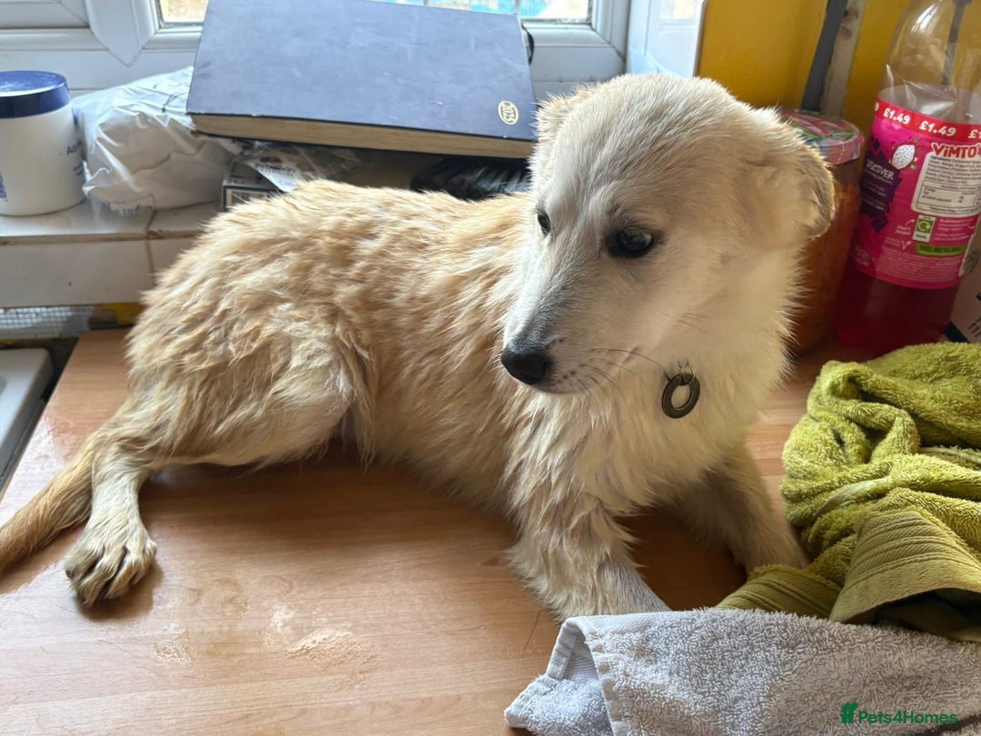 Mixed Breed dogs for adoption: Wren - Costessey Norwich  - Advert 12