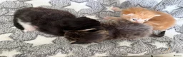 Mixed Breed cats for sale: Beautiful kittens looking for loving homes  - Advert 3