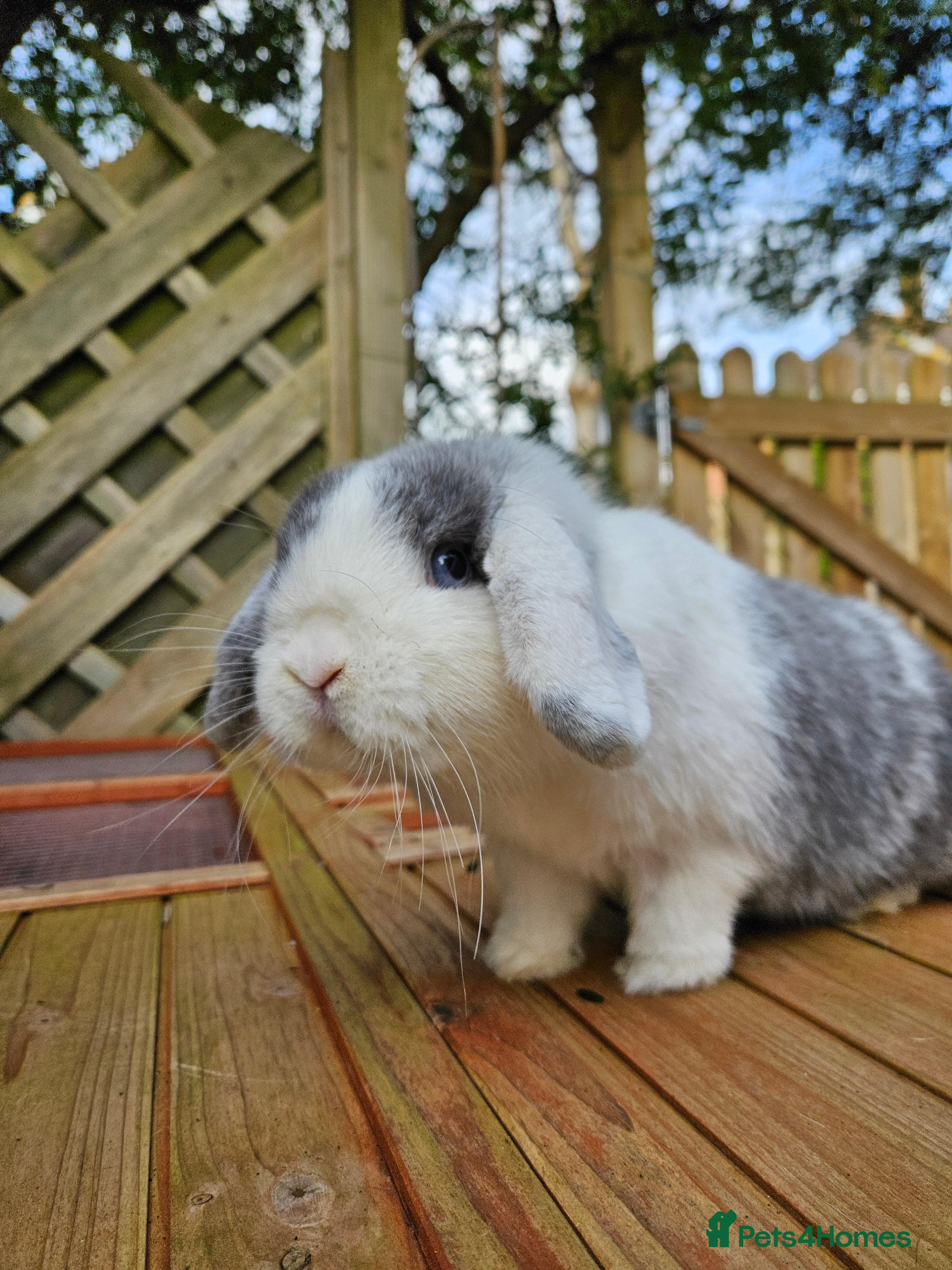 Mini Lop rabbits Mini lop doe - Advert 1