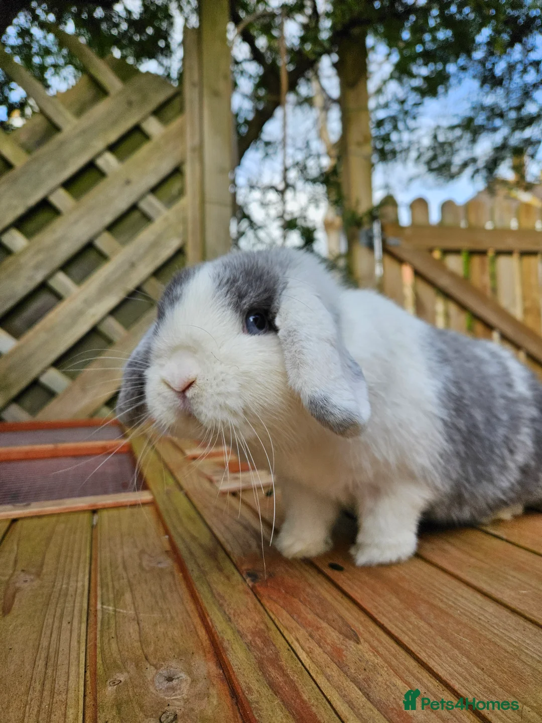 Mini Lop rabbits for sale: Mini lop doe - Advert 1