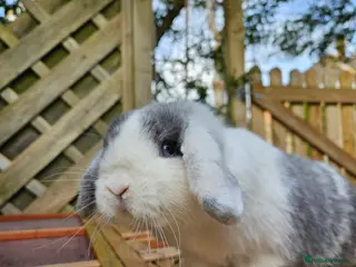 Mini Lop rabbits Mini lop doe - Advert 1