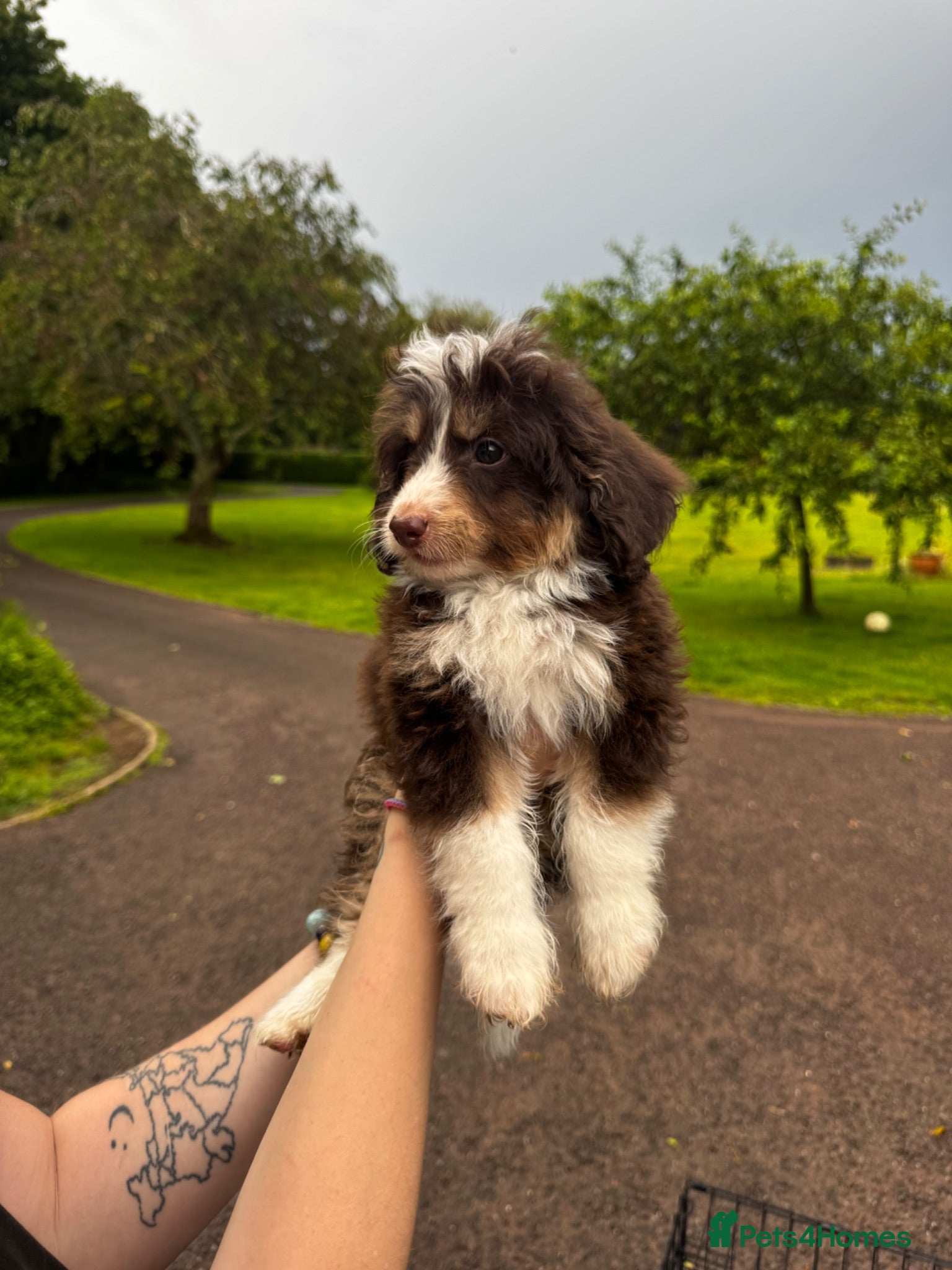 Mixed Breed dogs Beautiful cavapoo cross pomsky boy - Advert 6