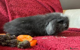 Mixed Breed rabbits for sale: Minilop, lionhead and mixed breed baby rabbits. - Image 19
