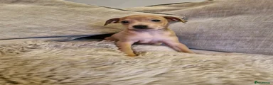 Italian Greyhound Puppy 1