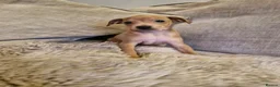 Italian Greyhound dogs for sale: Italian greyhound puppies KC REGISTERED  - Advert 9