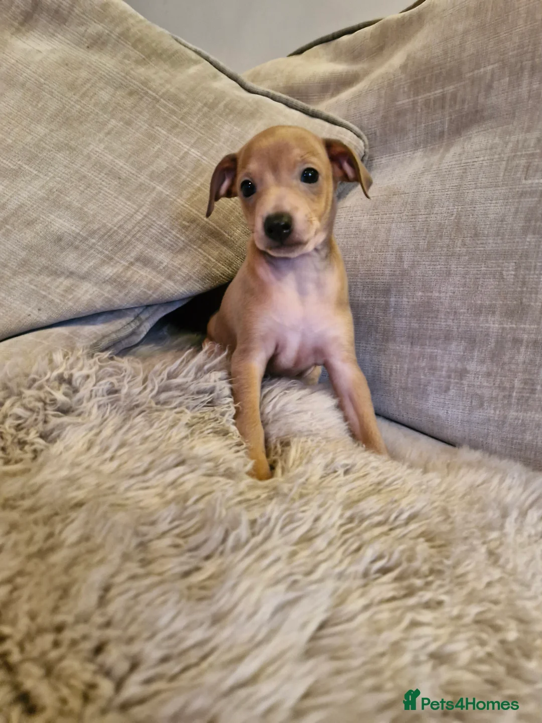 Italian Greyhound dogs for sale: Italian greyhound puppies KC REGISTERED  - Advert 9