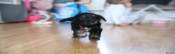 Cocker Spaniel dogs for sale: One female puppy left  - Advert 23