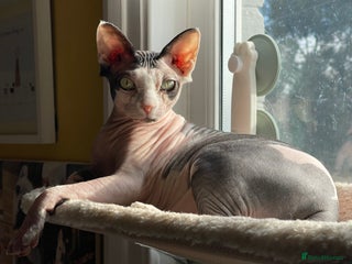 Sphynx cats 5 year old sphynx female to be rehomed - Advert 2