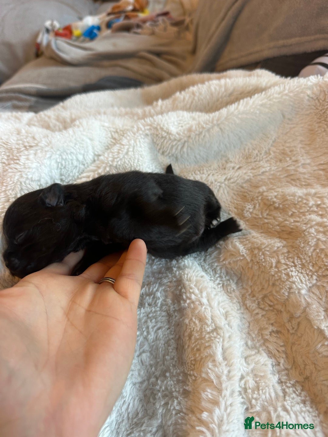 Pomeranian dogs for sale: Xs Pomeranian puppies  - Image 4