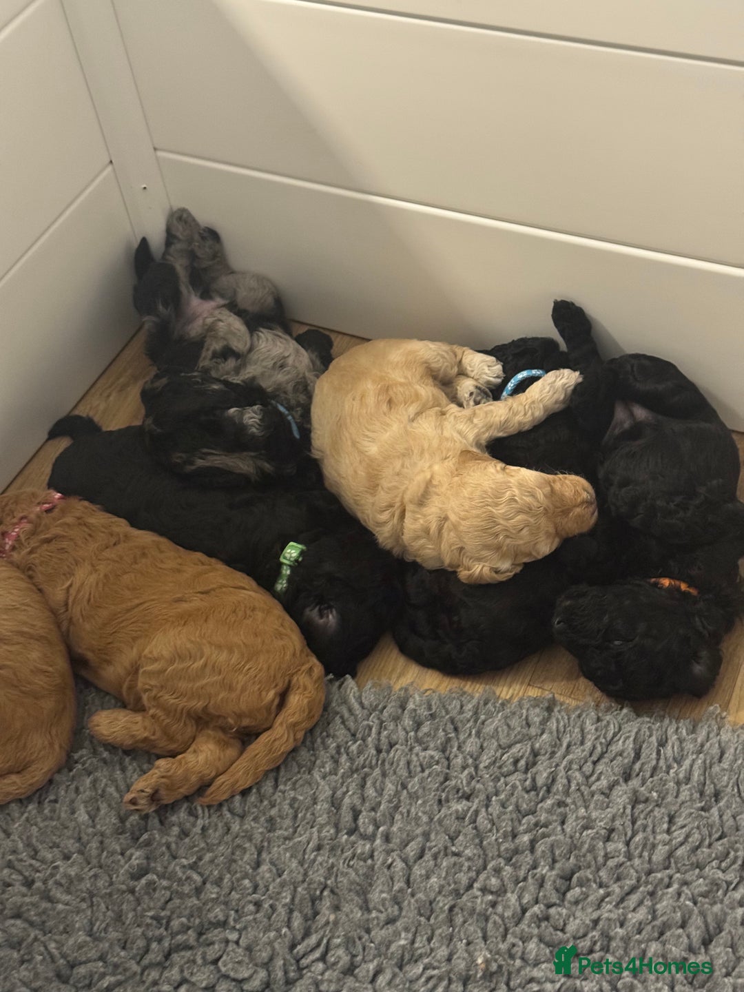 Labradoodle dogs for sale: F1b Miniature Labradoodles  - Image 16