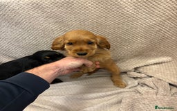 Cocker Spaniel dogs for sale: Show type cocker spaniels puppies  - Image 9