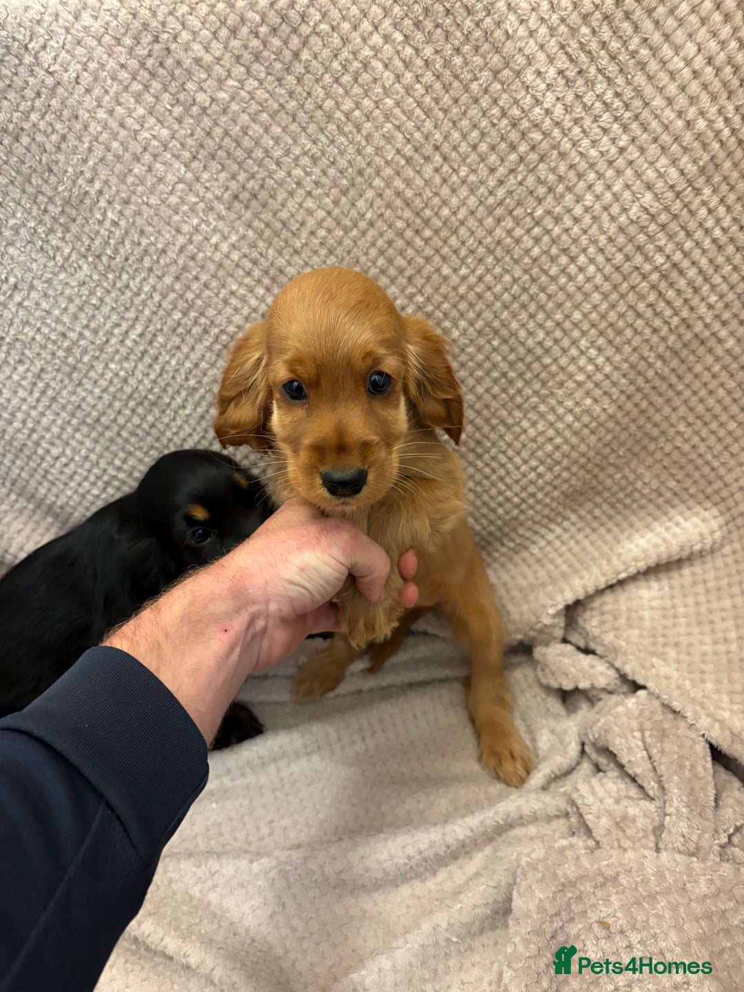 Cocker Spaniel dogs for sale: Show type cocker spaniels puppies  - Image 9