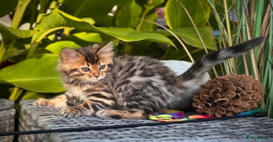 Bengal cats - Advert 7