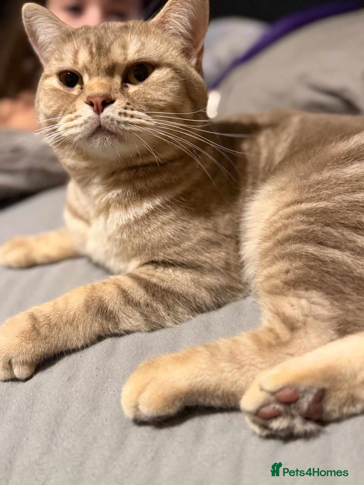 British Shorthair cats Adult British shorthair  - Advert 2