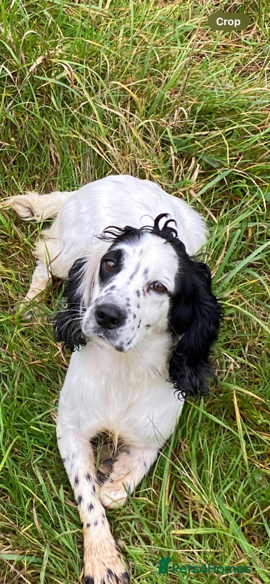 Cocker Spaniel dogs Working cocker spaniel  - Advert 11
