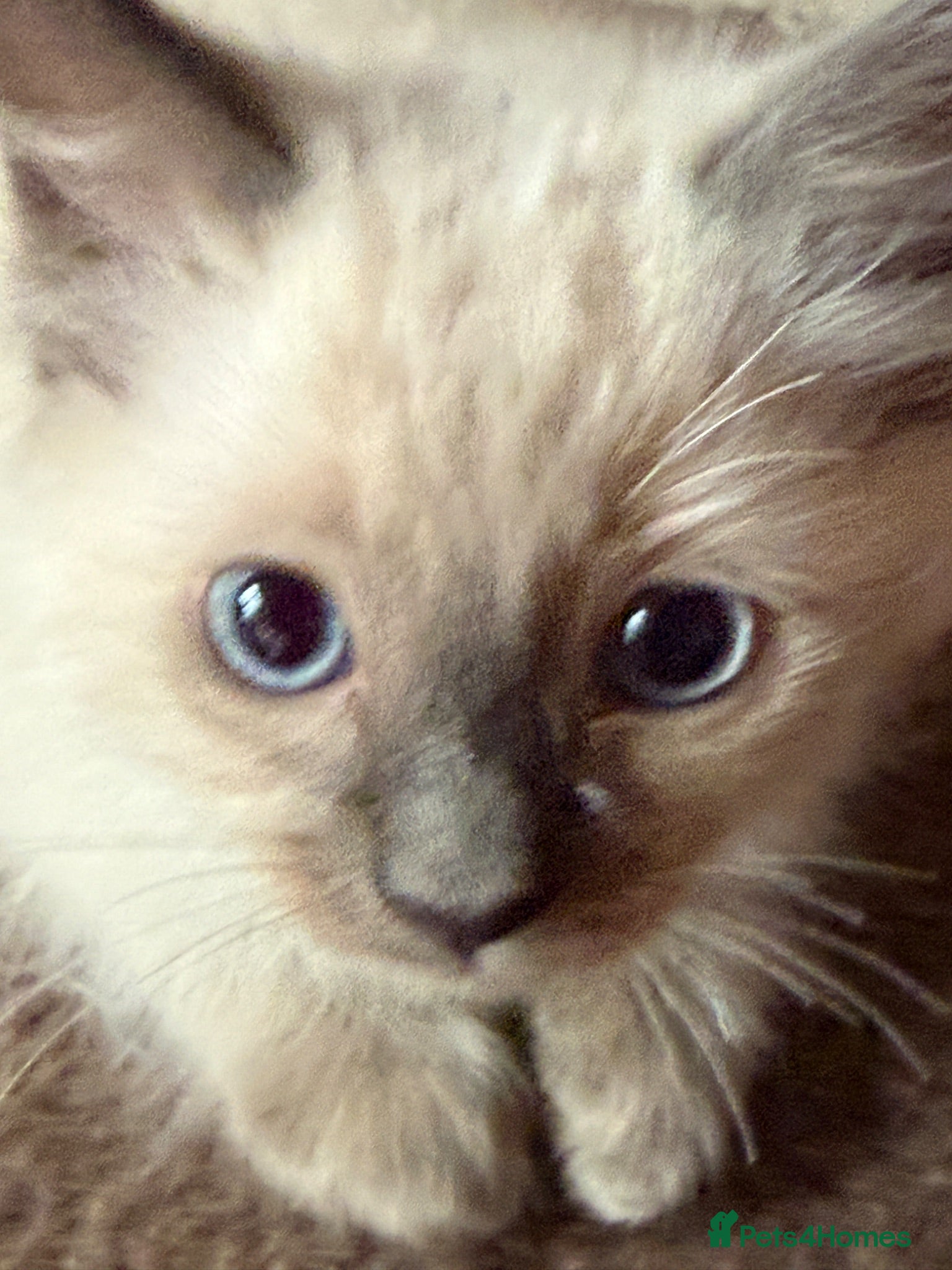 Ragdoll cats Ready Now Ragdoll Kittens - Advert 2