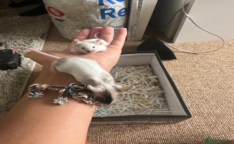 Mouse rodents - Advert 2