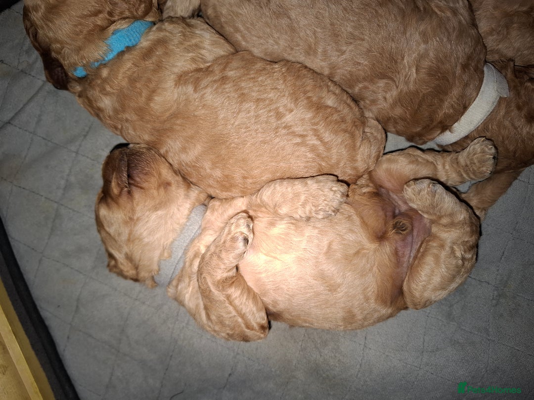 Cavapoo dogs for sale: Amazing Cavapoo's 🐶❤️ - Image 11