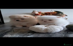 Pomeranian dogs for sale: Handsome Pomeranian - Image 14