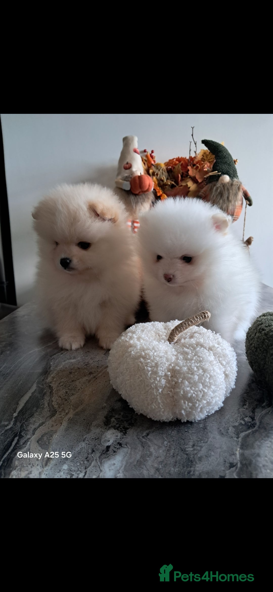 Pomeranian dogs for sale: Handsome Pomeranian - Image 14