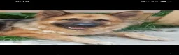 German Shepherd dogs for sale: Strong beautiful playful puppies  - Advert 14