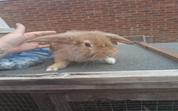 Mixed Breed rabbits for sale: Taka and Bobby - Image 3