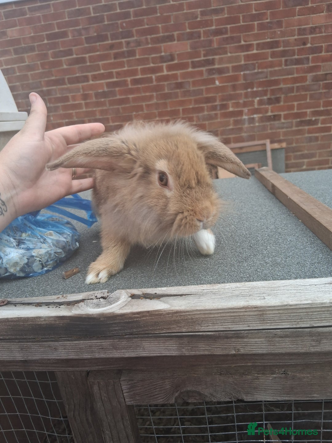 Mixed Breed rabbits for sale: Taka and Bobby - Image 3