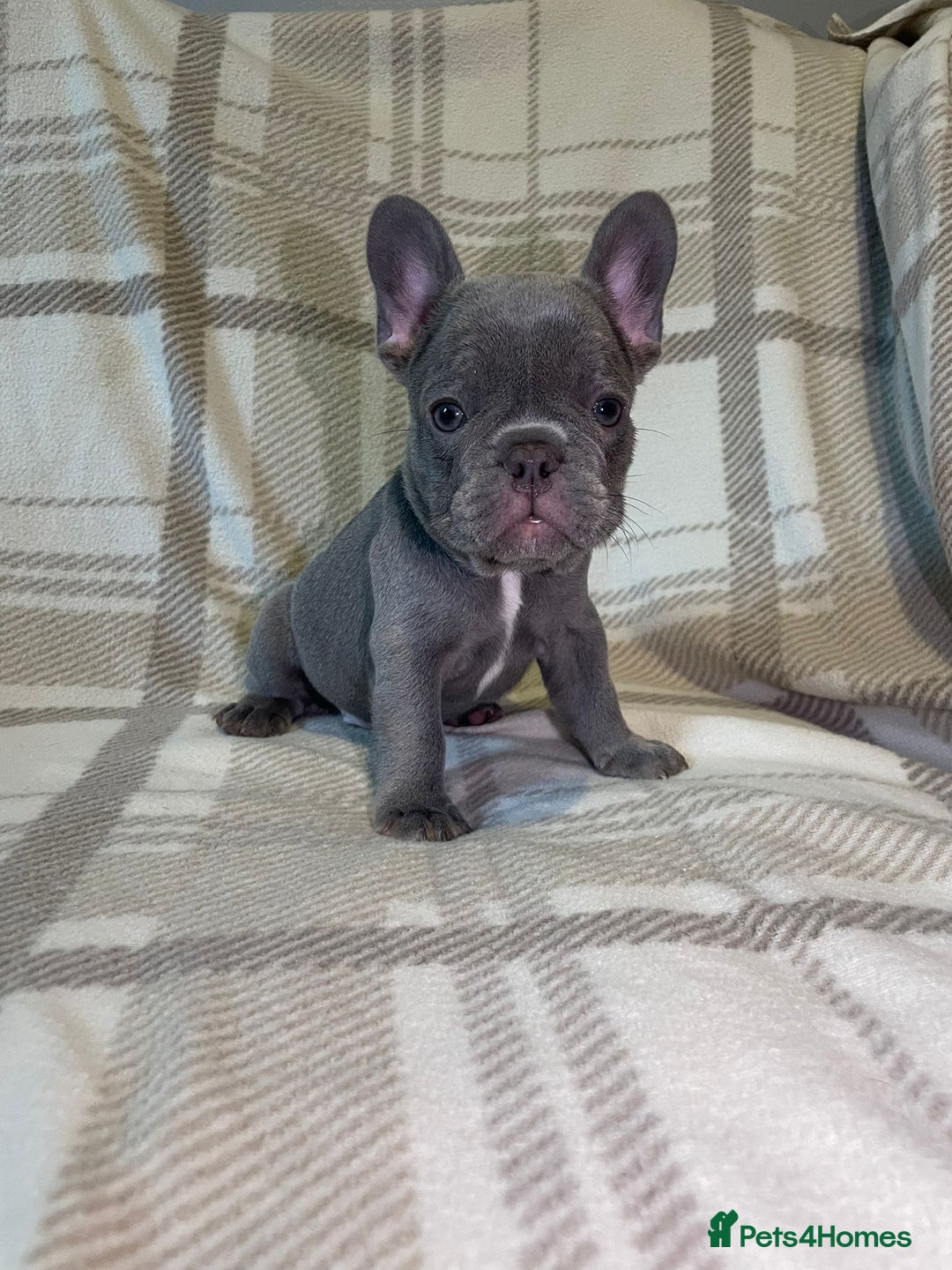 French Bulldog dogs for sale: Kc Reg Micro frenchies for sale - Image 11
