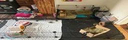Guinea Pig rodents for sale: 3 guinea pigs  in Widnes - Advert 2