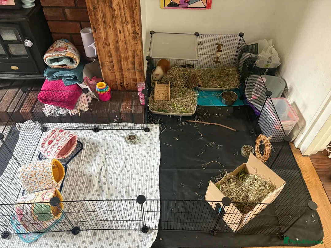 Guinea Pig rodents for sale: 3 guinea pigs  in Widnes - Advert 2