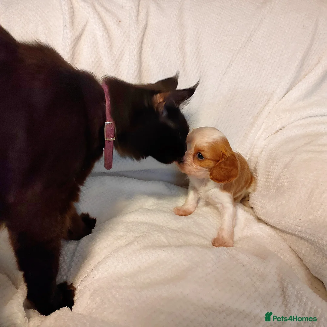 Cavalier King Charles Spaniel dogs for sale: Fully vaccinated and ready now 13 Feb  - Advert 20