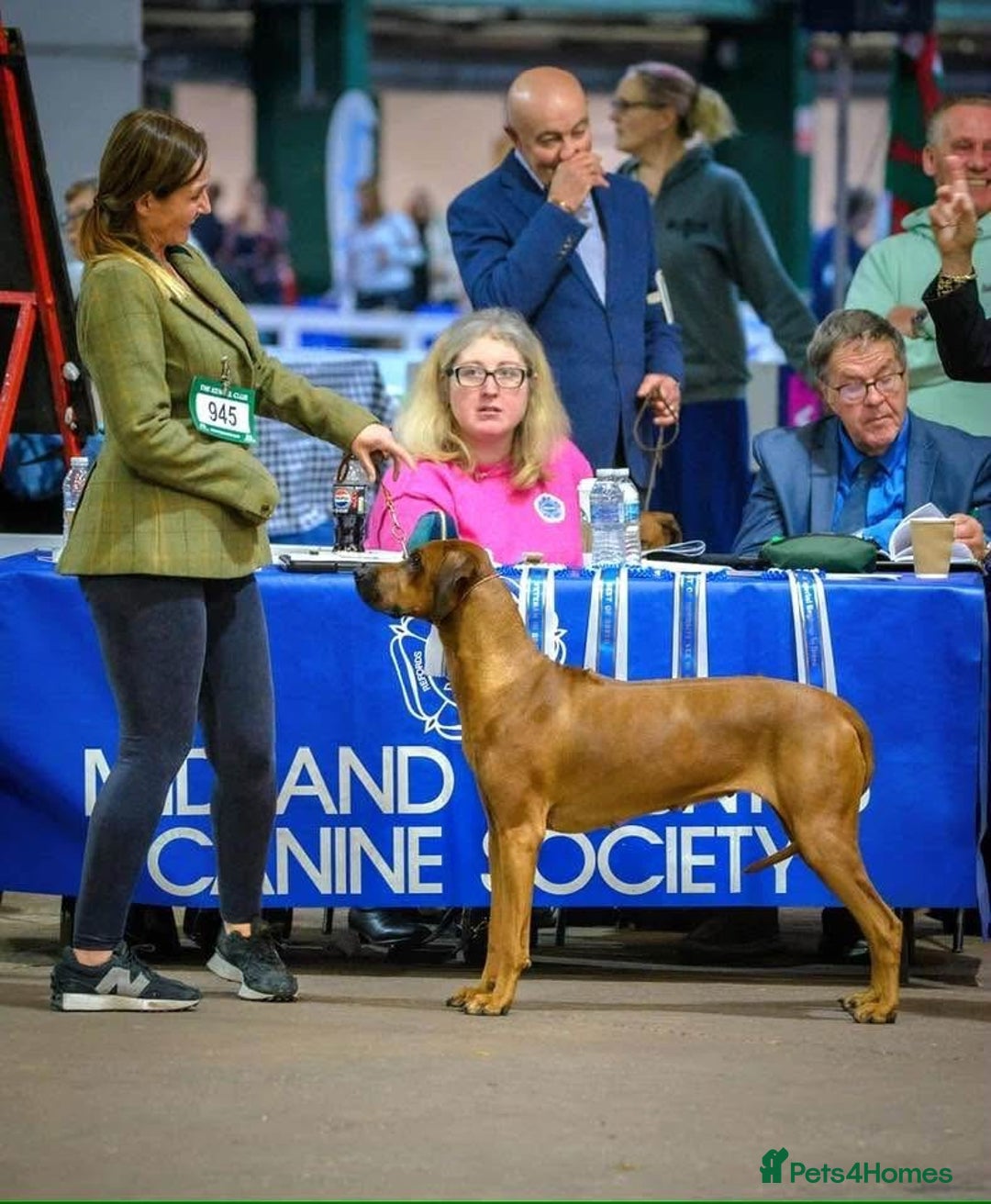 Rhodesian Ridgeback dogs for sale: Skyleridge Ridgebacks  - Advert 14