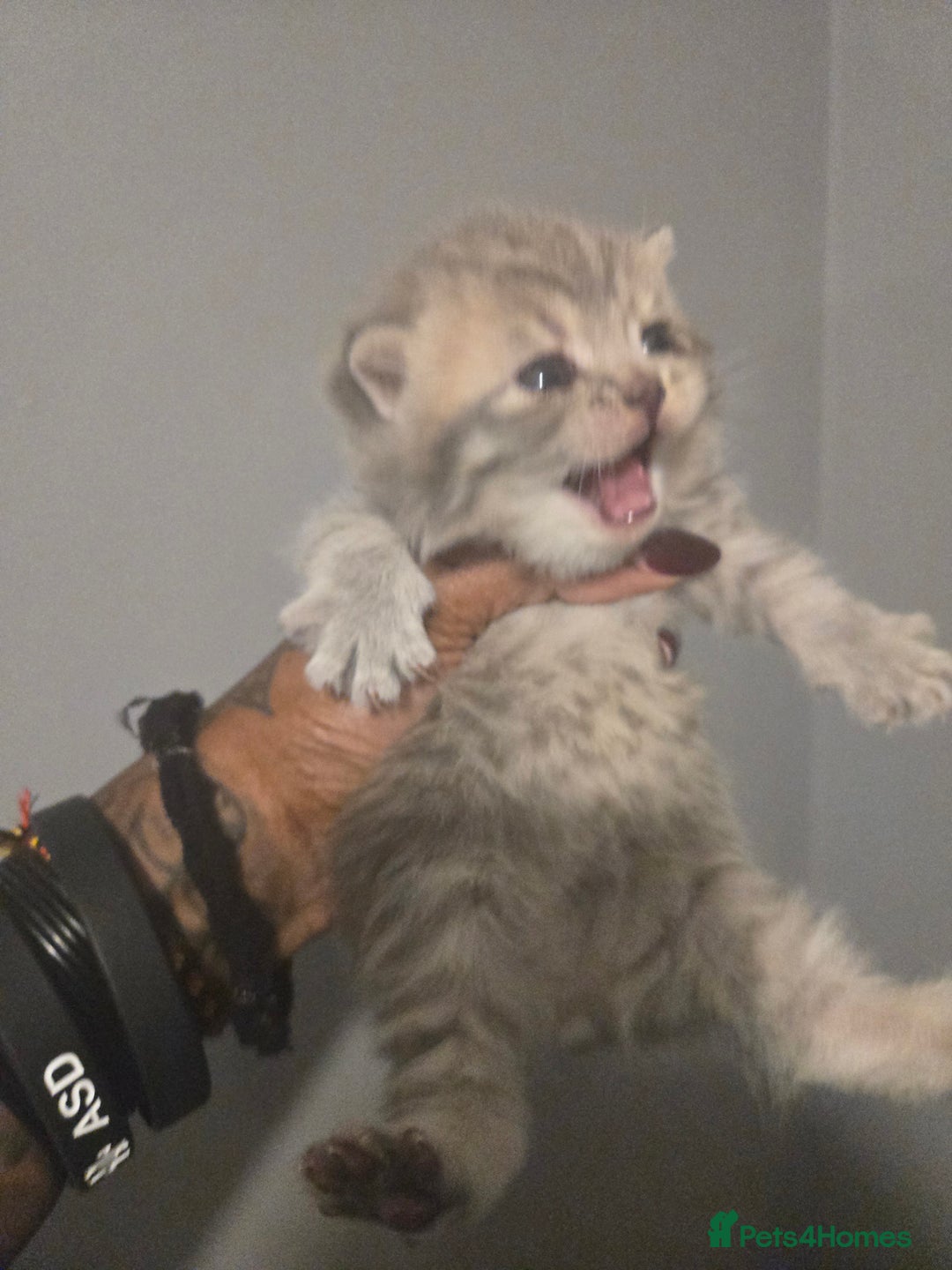 British Shorthair cats for sale: THREE BRITISH SHORTHAIR KITTENS FOR SALE - Advert 4