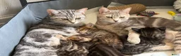 Mixed Breed cats for sale: Adorable Fluffy Tabby MaineCoon mixed Kitten🐱💕  - Advert 7