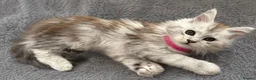Maine Coon cats for sale: Beautiful Pedigree Kittens Looking For Loving Home - Advert 11