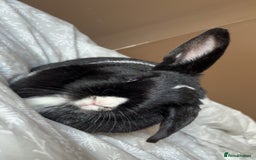 English rabbits for sale: Female Rabbit for Sale - Advert 2