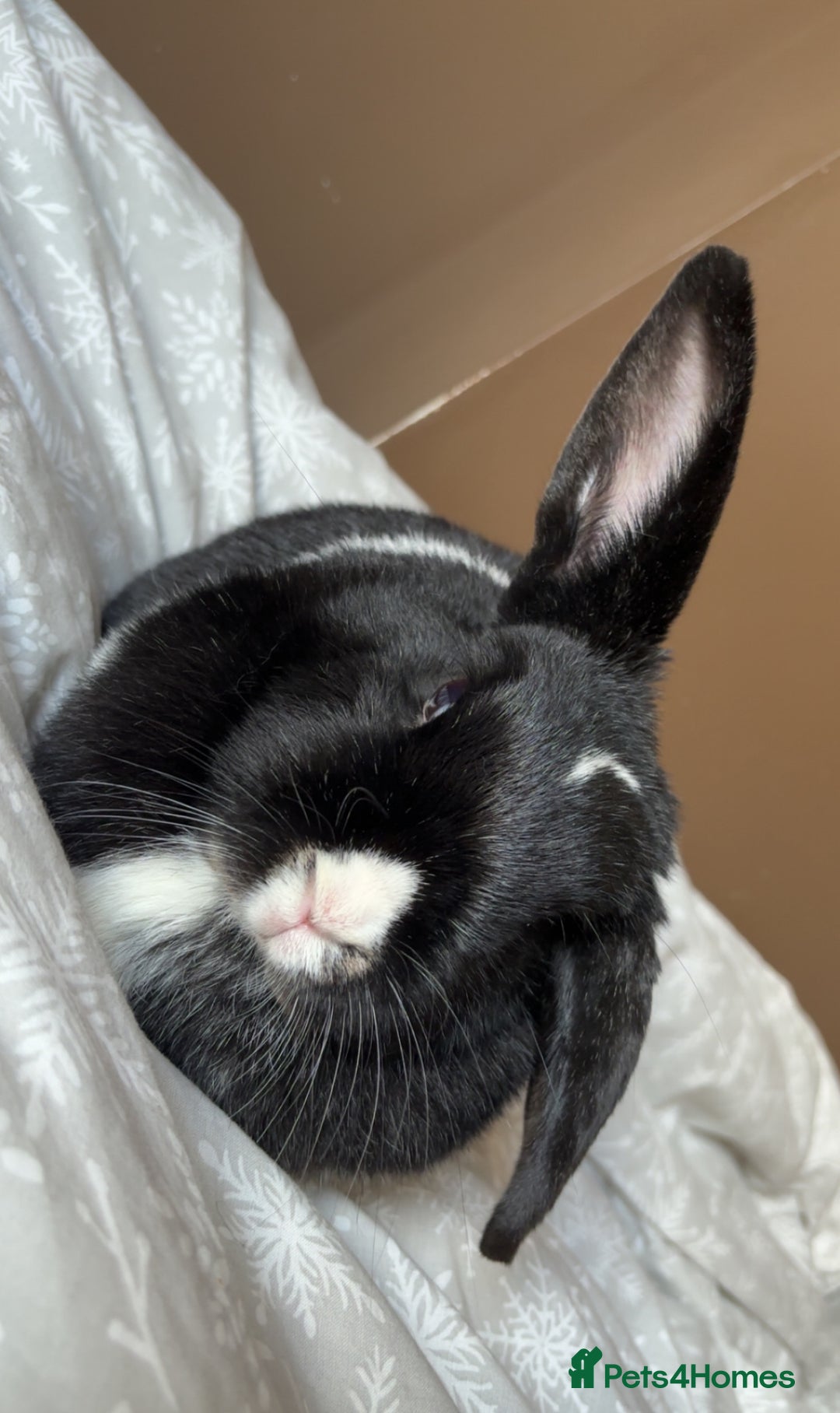 English rabbits for sale: Female Rabbit for Sale - Advert 2