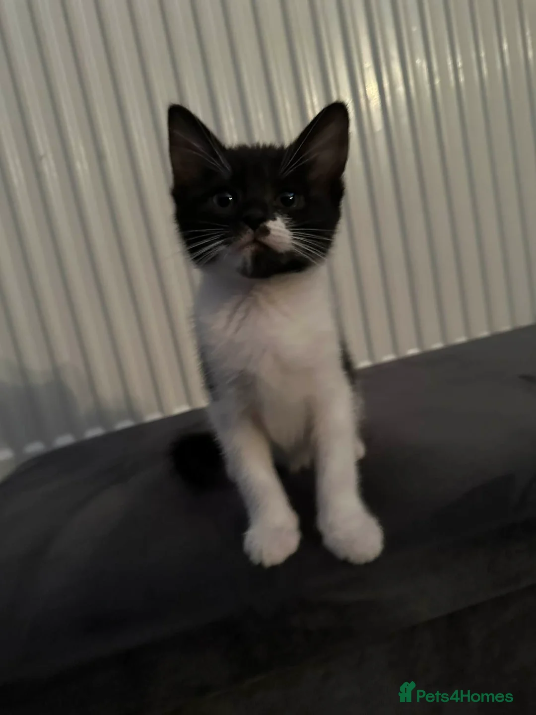 British Shorthair cats for sale: 2 Playful kittens  - Advert 2