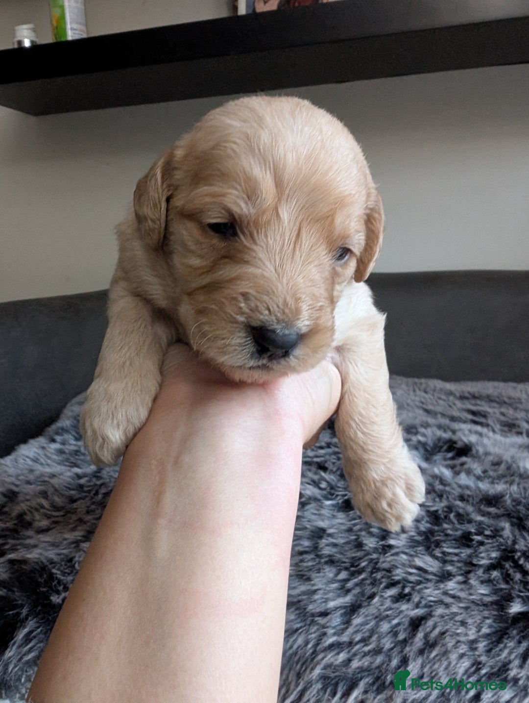 Labradoodle dogs for sale: F1 Labradoodle puppies  - Image 13