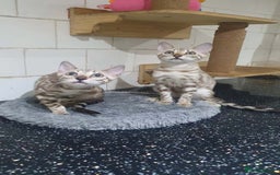 Bengal cats for sale: 🔥✨Pedigree TICA-Registered Bengals - Image 36