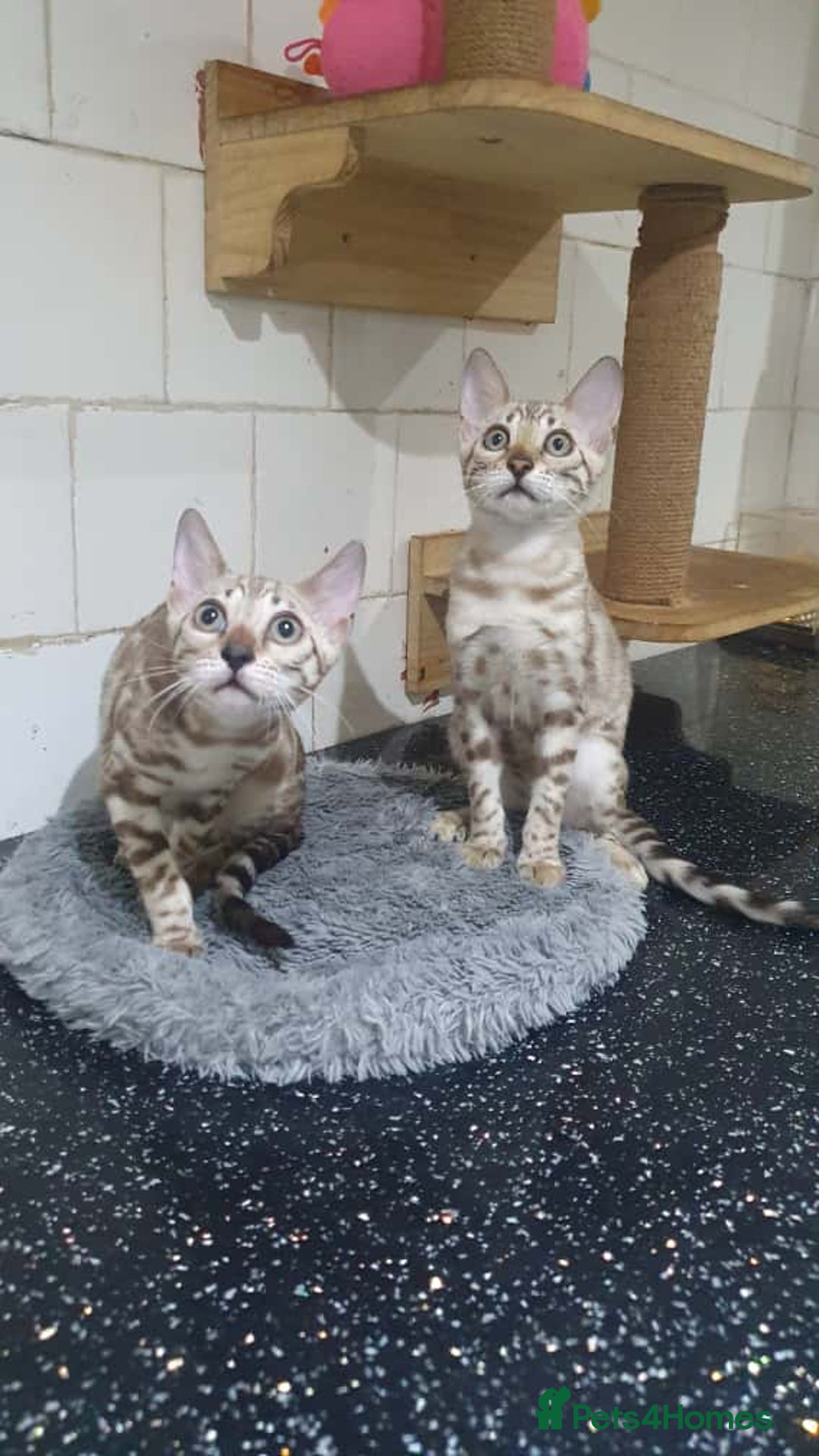 Bengal cats for sale: 🔥✨Pedigree TICA-Registered Bengals - Image 36