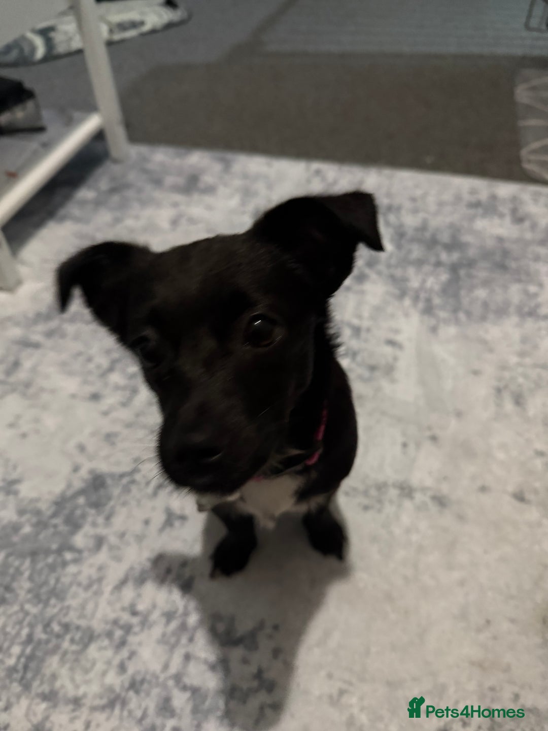 Mixed Breed dogs for sale: Xena- Scottishterrier x jackahuahua - Advert 4