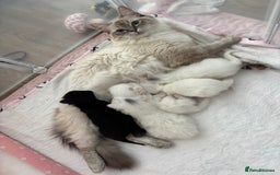 Ragdoll cats for sale: LAST KITTEN LEFT 🎀 - Image 5