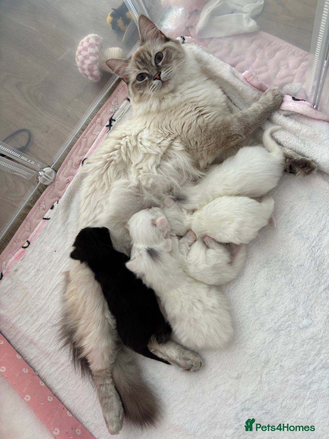 Ragdoll cats for sale: LAST KITTEN LEFT 🎀 - Image 5